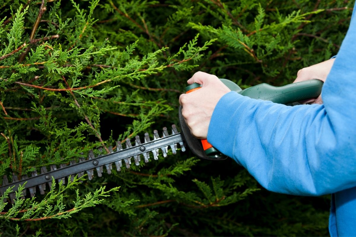 How To Use Cordless Hedge Trimmer (2)